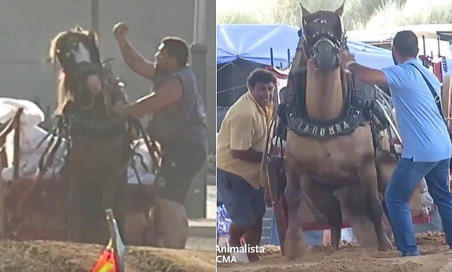 Caballos reciben golpes y patadas en competencia de "tiro y arrastre" (VIDEO)