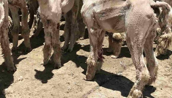 PETA denunció crueldad animal con alpacas en granja ubicada en Puno, Perú. (Foto: PETA)
