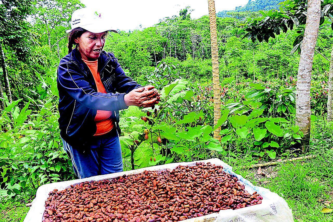 Familias del distrito de San Gabán ya producen cacao