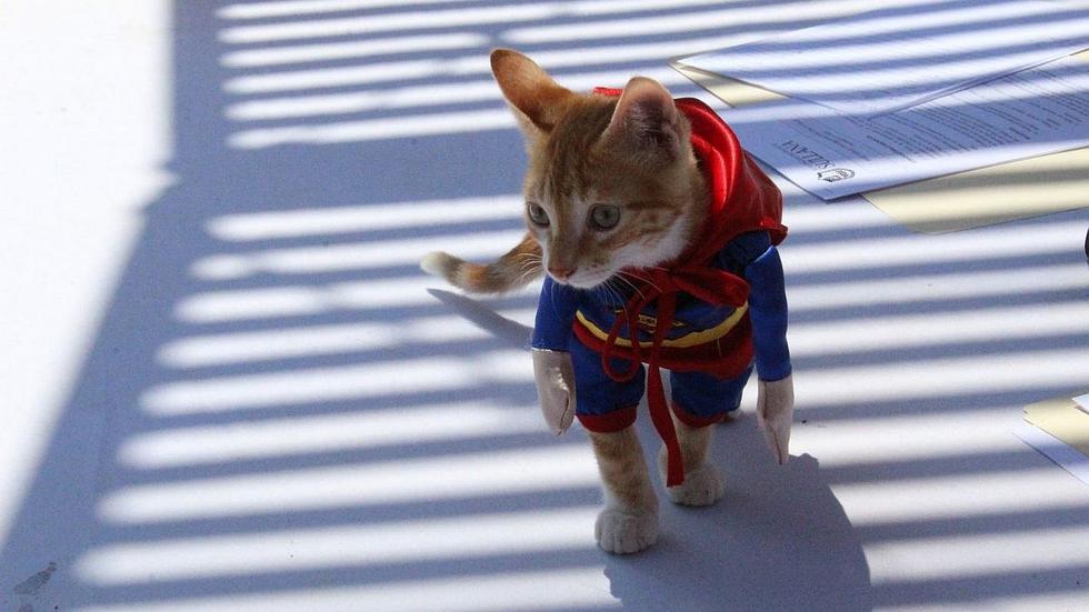 Mascotas lucen llamativos disfraces durante desfile por Fiestas Patrias (FOTOS Y VIDEO)