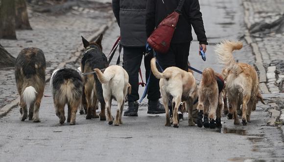 La policía Ecológica viene trabajando para atrapar a los canes y determinar si tienen dueños o vivían en las calles. (Foto referencial: TIMOTHY A. CLARY / AFP)