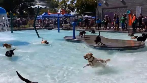 Celebran multitudinaria fiesta anual para perros en piscina (VIDEO)