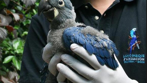 Brasil: Logran primera reproducción en cautiverio del Guacamayo de Lear