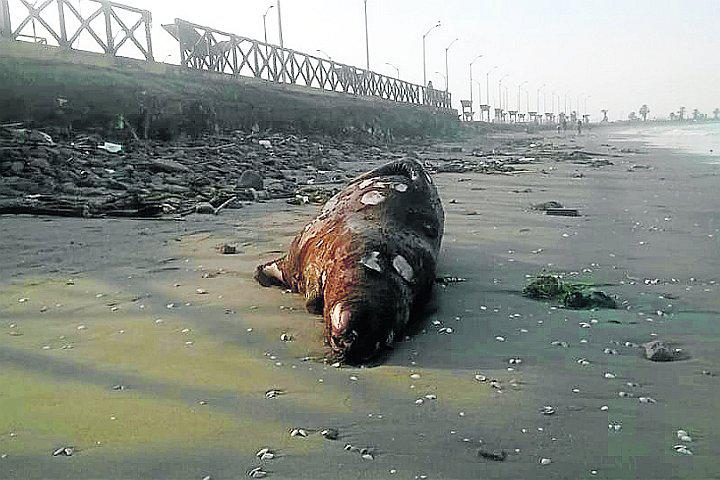 Medio centenar de aves y lobos marinos fueron hallados muertos en el litoral