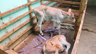 Huancavelica: Proceso de inseminación de terneros gemelos es un éxito en Estación Experimental de Callqui Chico