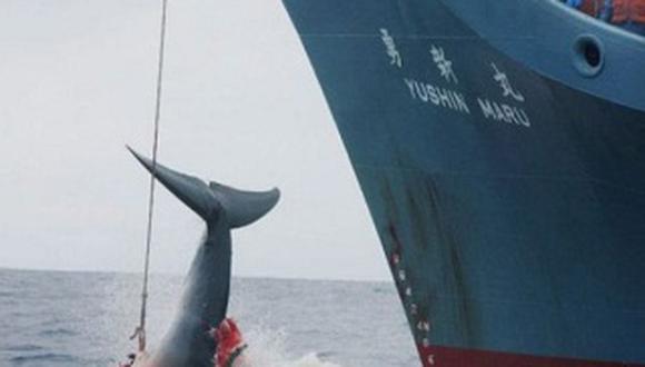 Japón confirma que este año también llevará a cabo su caza de ballenas