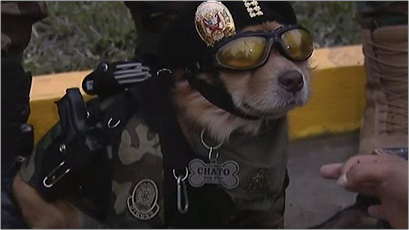 Parada Militar 2019: Conoce a “Chato”, el agente canino que ha saltado desde paracaídas para salvar vidas  