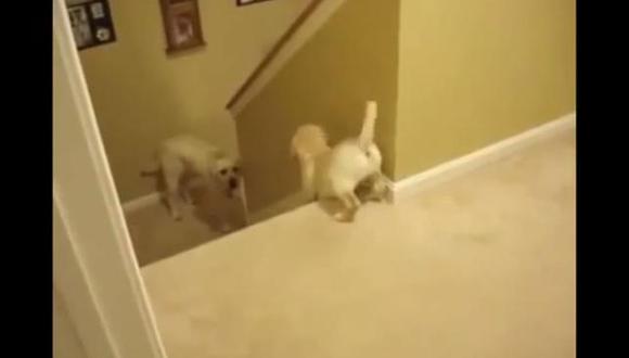 ¿Cómo los gatos y perros enseñan a sus cachorros a bajar las escaleras? (video)