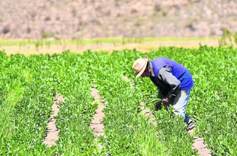 Arequipa: 44 mil hectáreas afectadas por plagas debido a ola de calor y El Niño