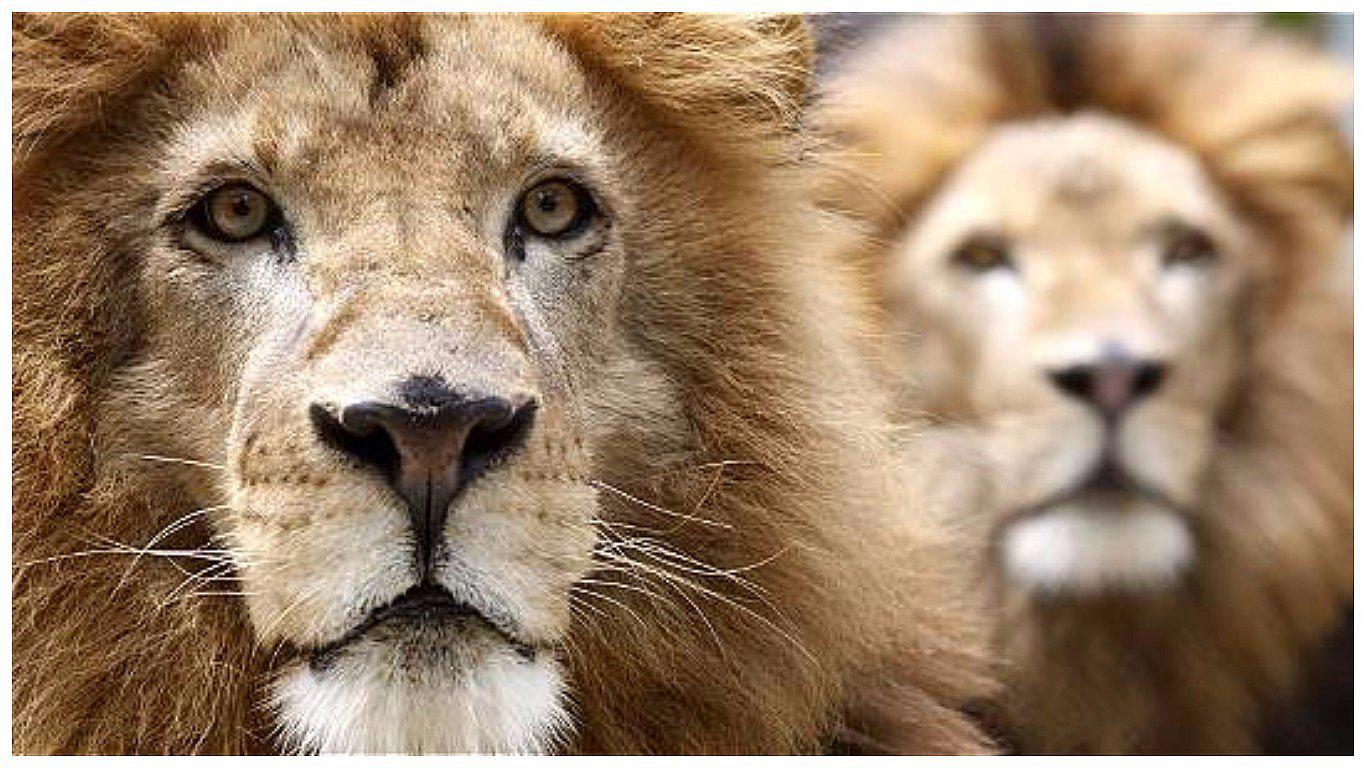 Facebook: asesinan cruelmente a leones rescatados de un circo en Perú (VIDEO)