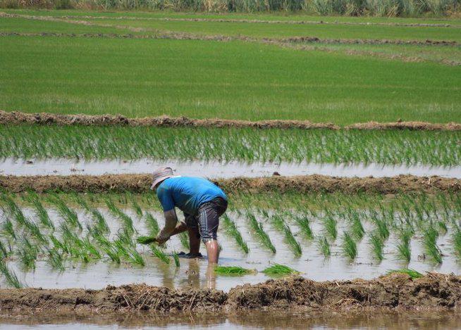 Piura: Unifican fechas para siembra de arroz 