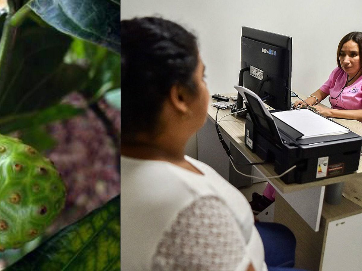 Noni La Medicina Alternativa Para El Cancer Y Otras Enfermedades