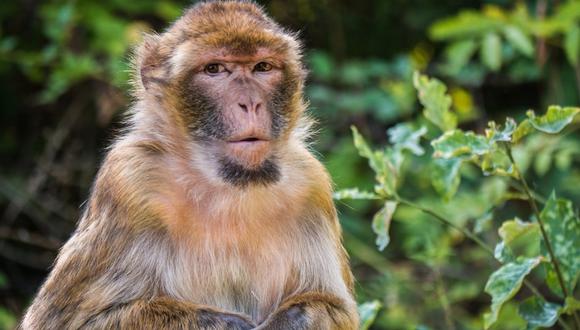 El experimento fue realizado en monos macacos. (Foto: Pixabay)