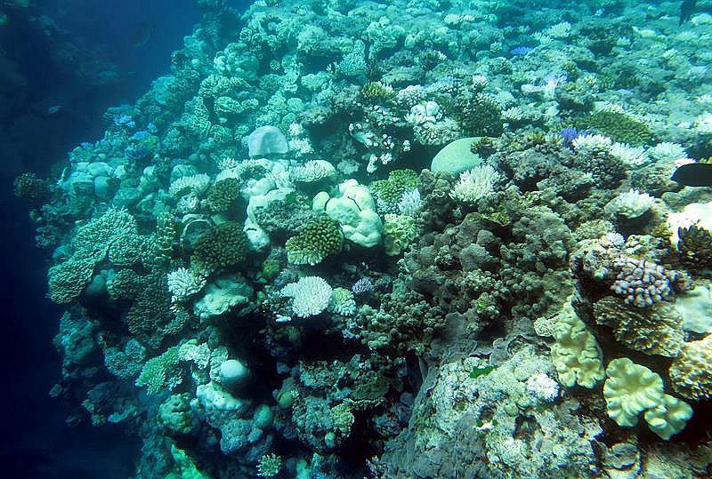 ​Descubren un gran arrecife de coral en la boca del río Amazonas