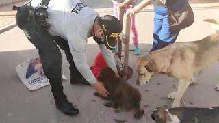 Policía rescata can que se hallaba atrapado en buzón durante tres días en Cusco (VIDEO)