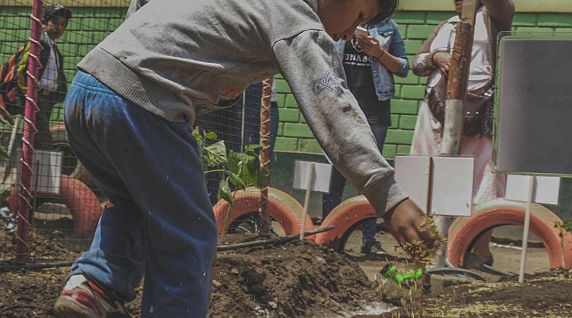 Huertos escolares como solución ante el sobrepeso y obesidad infantil