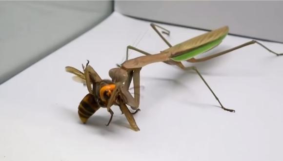Avispa asesina vs mantis religiosa en YouTube. Foto: captura de pantalla