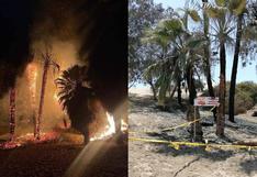 Sujetos queman siete palmeras del balneario de Huacachina, en Ica (VIDEO)