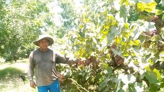 Ica: bajo precio de la uva golpea a pequeños agricultores en el distrito de Santiago