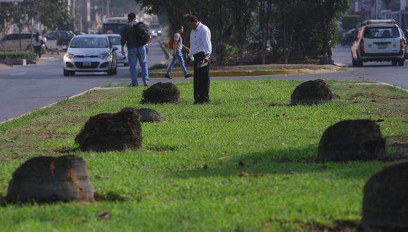 Municipalidad de Los Olivos replantará palmeras 