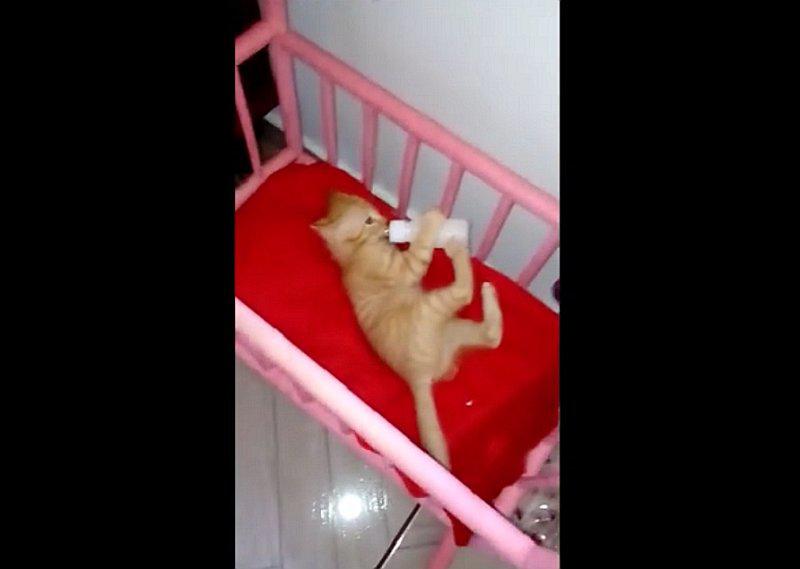 ​Facebook: Pequeño gato que toma leche de un biberón enternece las redes (VIDEO)