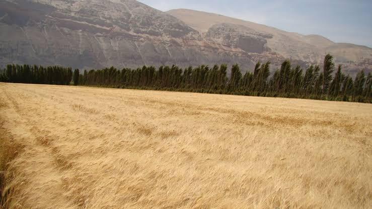 Calentamiento global impacta en producción de Perú/ Foto: Andina