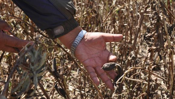 ​Sequía amenaza producción agrícola del distrito de Chiguata