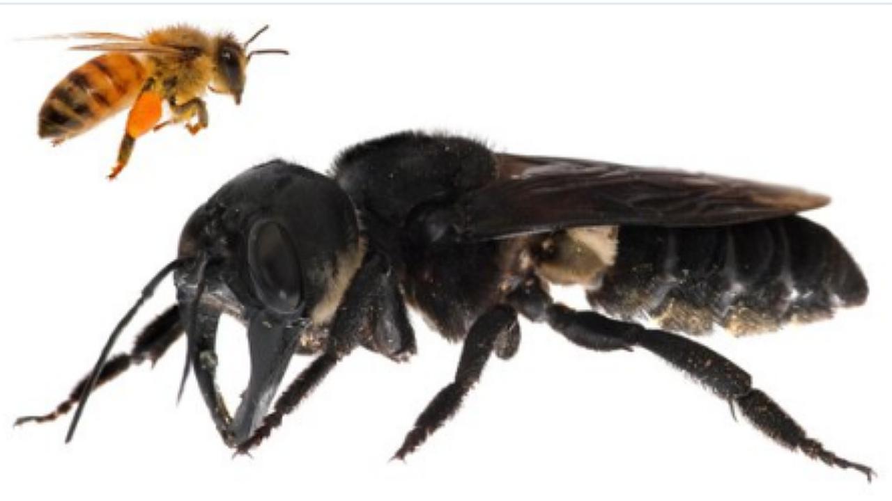 Capturan imágenes de la abeja más gran del mundo por  primera vez en 38 años