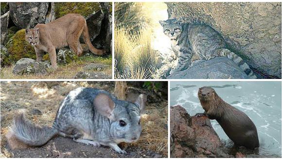 Siete animales silvestre a punto de desaparecer en la región Tacna