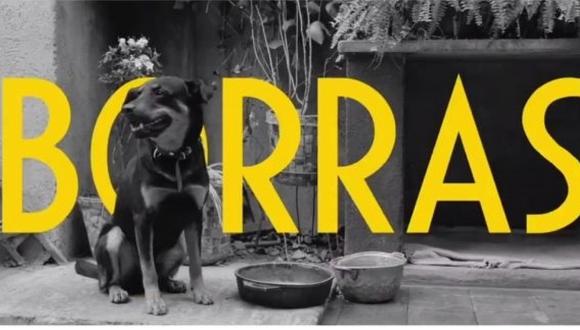 El perrito que aparece en “Roma” no tiene una nominación al Oscar, pero sí una cumbia 