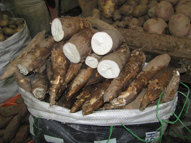 ​La yuca se impone a otros cultivos al resistir el cambio climático