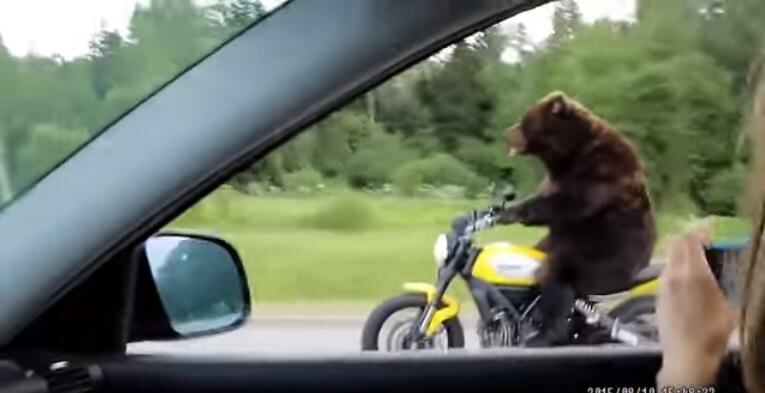 ​YouTube: Oso manejando moto causa furor en la red