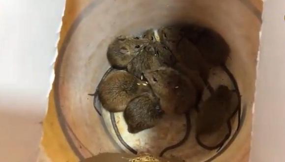 Si tienes ratas en casa, conoce cómo fabricar una trampa casera para atraparlas (VIDEO)
