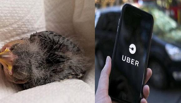 Hombre en estado de ebriedad halla a pajarito mal herido y lo manda en Uber a veterinario (FOTOS)