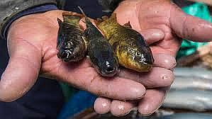 Varias especies marinas desaparecieron en el lago Titicaca