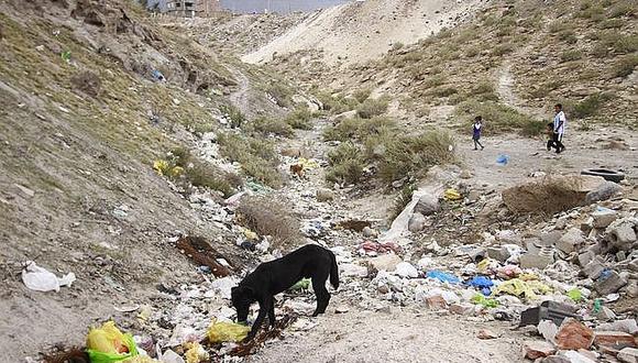​Rabia canina: Salud detecta 2 nuevos casos en Miraflores y Cerro Colorado