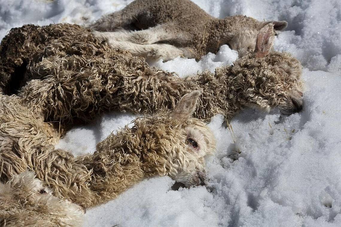 Se perdieron más de 8 mil animales debido a nevadas 