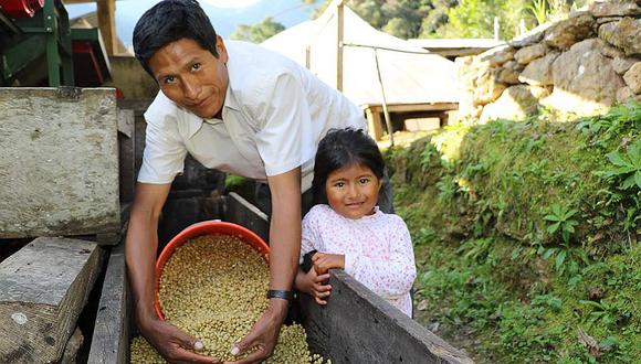 Hoy se celebra en día del café peruano, producción de café puneño destaca por su calidad 