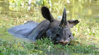India: Inundaciones ponen en peligro a rinocerontes de un cuerno