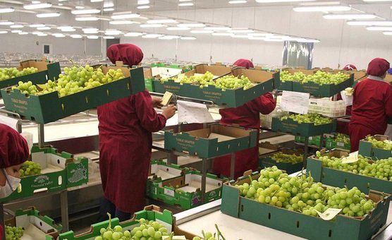 Exportaciones regionales de alimentos alcanzaron los US$ 1,807 mllns. en el 2015