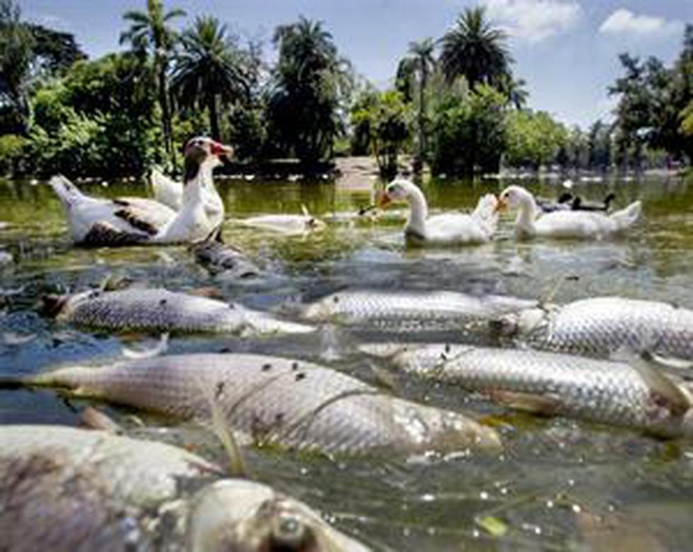 Argentina: Mueren cientos de peces en una reserva por la ola de calor