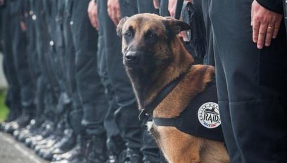 Facebook: Piden la Legión de Honor para perra policía muerta en Saint Denis