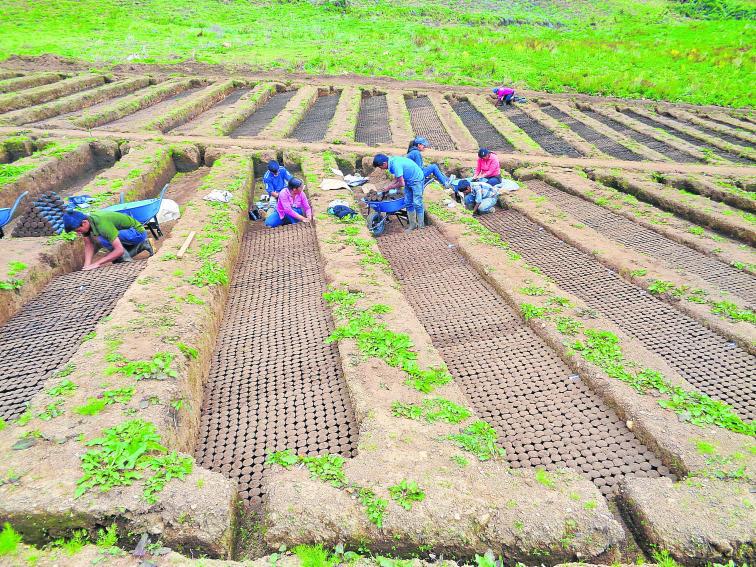 Reforestarán 18 zonas en Carpish