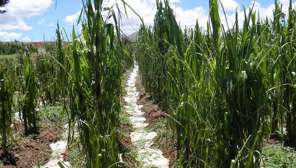 Cusco: Resembrarán cultivos que fueron afectados por granizada 