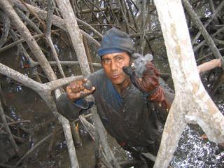 Impulsarán criaderos de conchas negras y cangrejos rojos