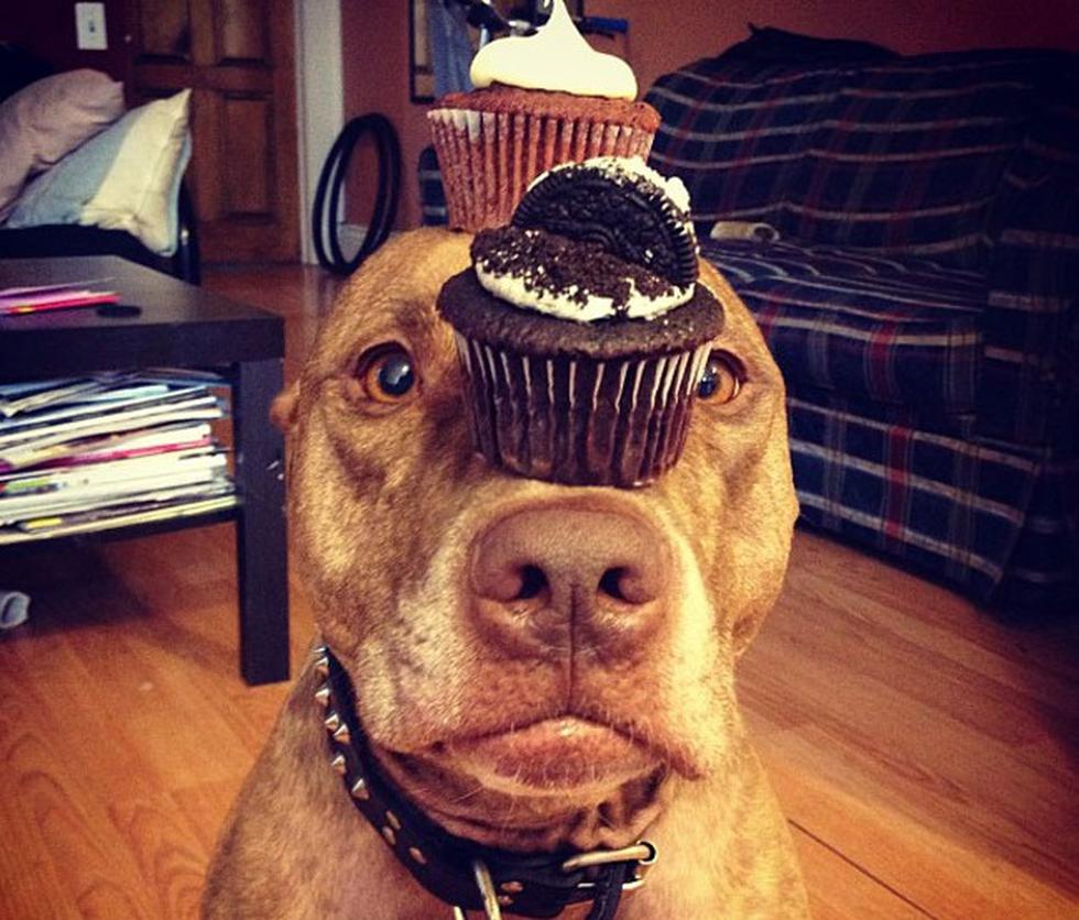 Perro hace equilibrio con cualquier cosa en su cabeza (FOTOS)