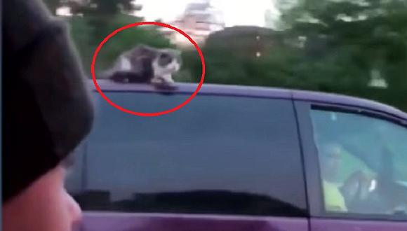 Gato viaja a 100 kilómetros por hora encima de vehículo (VIDEO)