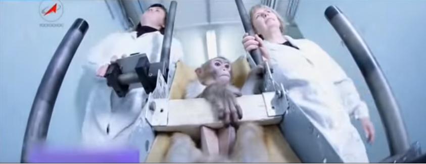 YouTube: Así entrenan a los monos que iran a Marte