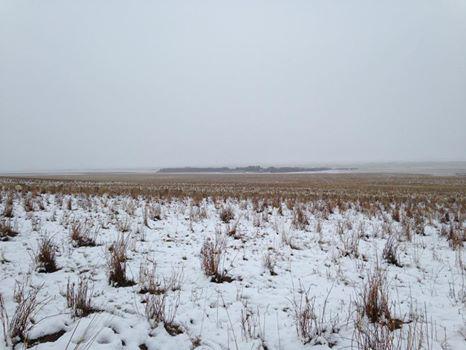 Ponte a prueba:¿Encuentras a las ovejas en esta foto? 