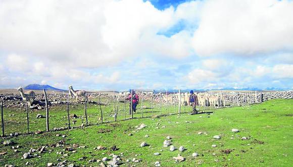 Sustraen 6 alpacas de cooperativa de centro poblado Quiulacocha.